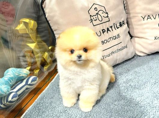 Göz Kamaştıran Pomeranian Bebeklerimizin Enerjisi Ve Zekası görsel