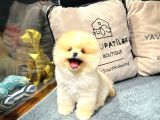 Göz Kamaştıran Pomeranian Bebeklerimizin Enerjisi Ve Zekası