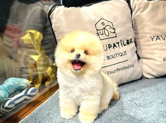 Göz Kamaştıran Pomeranian Bebeklerimizin Enerjisi Ve Zekası görsel
