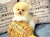 Göz Kamaştıran Pomeranian Bebeklerimizin Enerjisi Ve Zekası