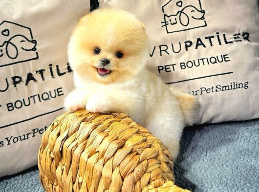 Göz Kamaştıran Pomeranian Bebeklerimizin Enerjisi Ve Zekası görsel
