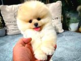 Aa Kalite Safkan  Pomeranian Oğlumuz