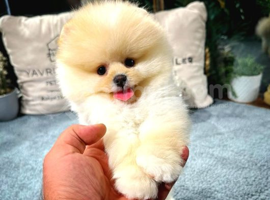 Aa Kalite Safkan  Pomeranian Oğlumuz görsel