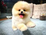 AA Kalite Safkan  Pomeranian Oğlumuz