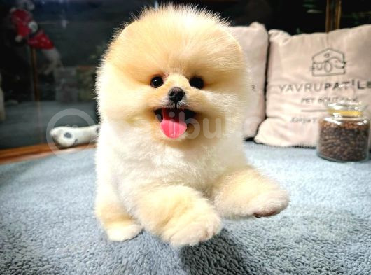 Aa Kalite Safkan  Pomeranian Oğlumuz