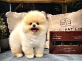 Aa Kalite Safkan  Pomeranian Oğlumuz
