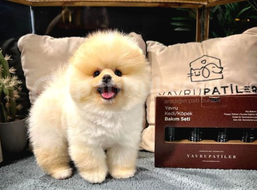 Aa Kalite Safkan  Pomeranian Oğlumuz görsel