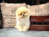 Aa Kalite Safkan  Pomeranian Oğlumuz
