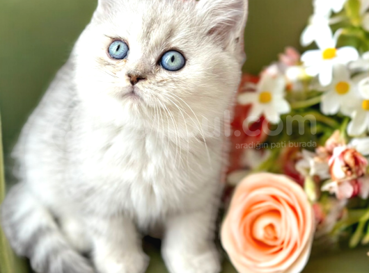Lisanslı Üreticiden Silver Bebekler görsel