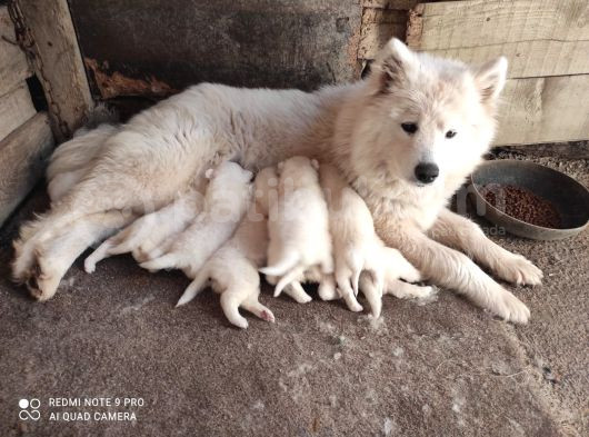 Kar Beyazi Samoyed Yavrularimiz Yeni̇ Sahi̇bi̇ni̇ Ariyor
