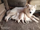 Kar Beyazi Samoyed Yavrularimiz Yeni̇ Sahi̇bi̇ni̇ Ariyor