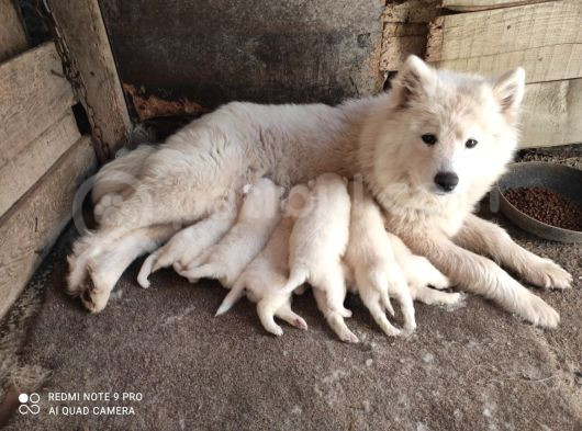 Kar Beyazi Samoyed Yavrularimiz Yeni̇ Sahi̇bi̇ni̇ Ariyor görsel