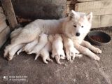 Kar Beyazi Samoyed Yavrularimiz Yeni̇ Sahi̇bi̇ni̇ Ariyor