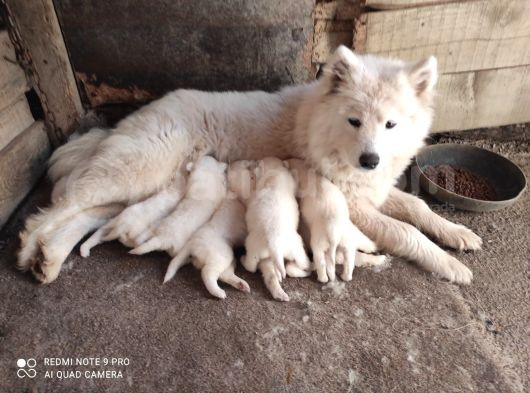 Kar Beyazi Samoyed Yavrularimiz Yeni̇ Sahi̇bi̇ni̇ Ariyor görsel