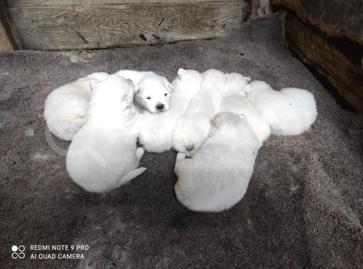 Kar Beyazi Samoyed Yavrularimiz Yeni̇ Sahi̇bi̇ni̇ Ariyor görsel
