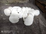 Kar Beyazi Samoyed Yavrularimiz Yeni̇ Sahi̇bi̇ni̇ Ariyor