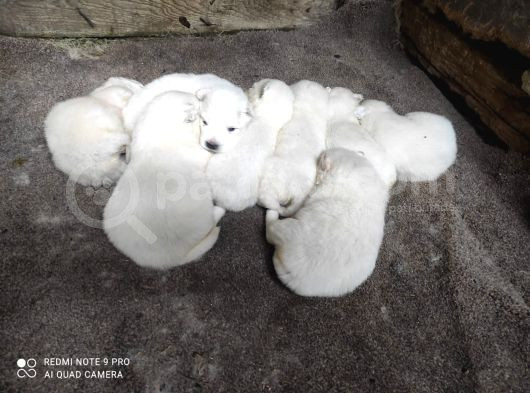 Kar Beyazi Samoyed Yavrularimiz Yeni̇ Sahi̇bi̇ni̇ Ariyor görsel