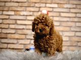 A Kalite Pofidik Toy Poodle