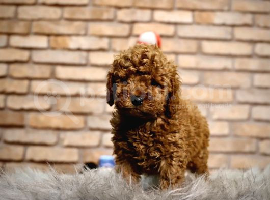 A Kalite Pofidik Toy Poodle görsel