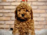 A Kalite Pofidik Toy Poodle