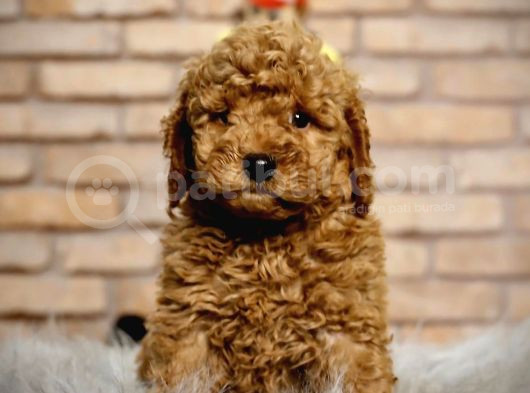 A Kalite Pofidik Toy Poodle görsel