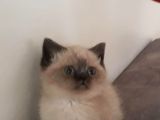 British Shorthair-Blue Point-Golden