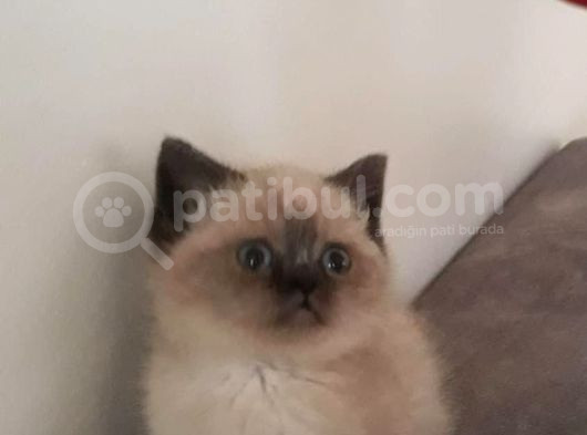 British Shorthair-Blue Point-Golden görsel