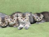 British Shorthair-Blue Point-Golden
