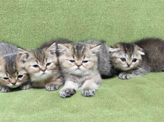 British Shorthair-Blue Point-Golden görsel