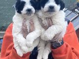 Morkie Bebekler