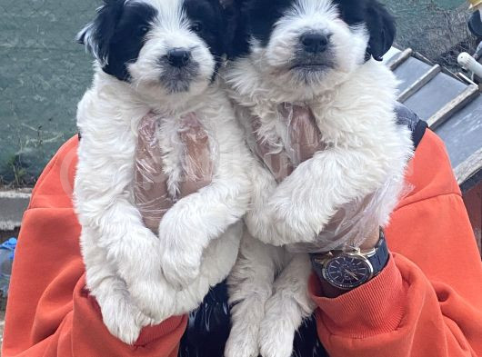 Morkie Bebekler görsel