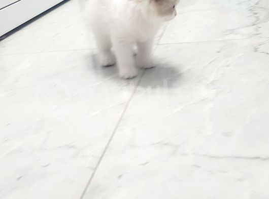 Safkan Regdoll görsel