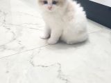 Safkan Regdoll