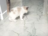 Safkan Regdoll