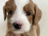 Büyümeyen Minik Maltipoo Bebekler
