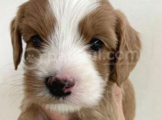Büyümeyen Minik Maltipoo Bebekler görsel