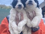 Morkie bebekler