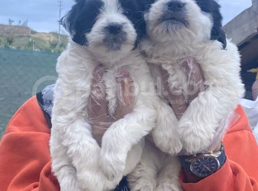 Morkie Bebekler