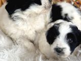 Morkie Bebekler
