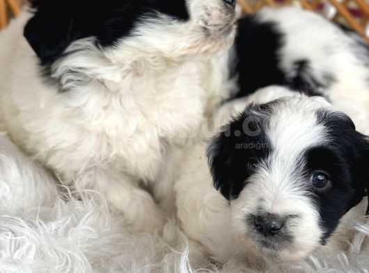 Morkie Bebekler görsel