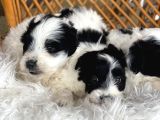 Morkie Bebekler