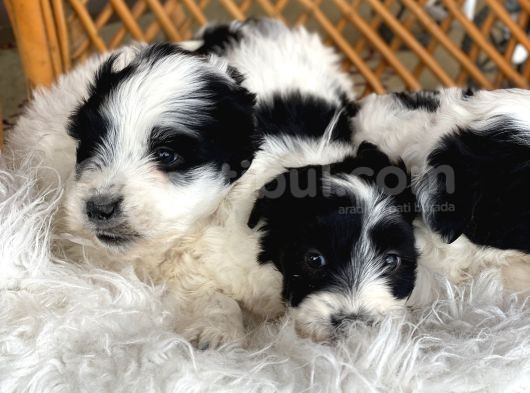 Morkie Bebekler görsel