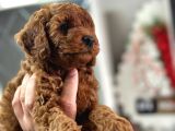 Koyu Kahverengi Toypoodle Yavrular Her Yere Gönderilir