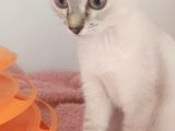 Girlayan Dünya Tatlisi Prensesleri̇m