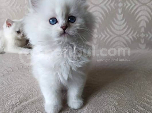 Safkan Sağlıklı Yavrularımız