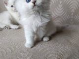 Safkan Sağlıklı Yavrularımız