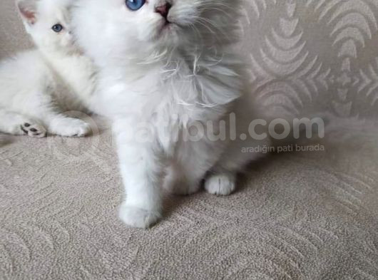 Safkan Sağlıklı Yavrularımız görsel