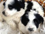 Morkie Bebekler