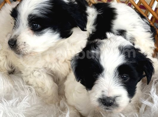 Morkie Bebekler görsel