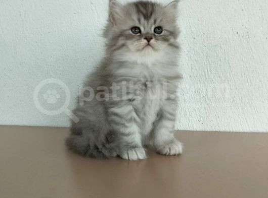 Safkan Sağlıklı Yavrularımız görsel